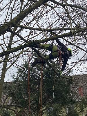 Baumdienst Kronenprinz (24h Sturmnotdienst)