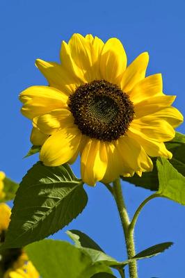GLAZ Garten-u. Landschaftsbau Alban Zeqiraj