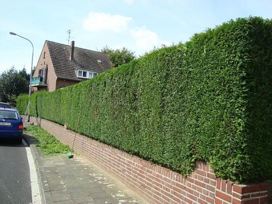 Joel-Gartenpflege und Dienstleistungen