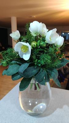 Geywitz Gartenbau Christrosenkulturen