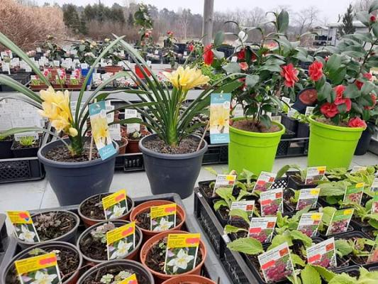 Staudengärtnerei mit Gehölzverkauf