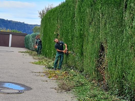 MSA GmbH Hausmeister Service, Gartenpflege & Entrümpelung