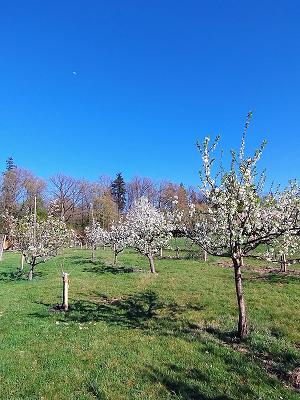 Vereinsgarten OGV Etzenrot
