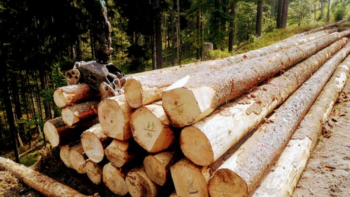 Dienstleistung Siedler, Baggerarbeiten, Forstarbeiten & Baudienstleistungen