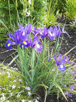 Gartenfreunde Kehl-Sundheim Anlage Niedereich