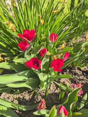 Gartenfreunde Kinzig e.V.