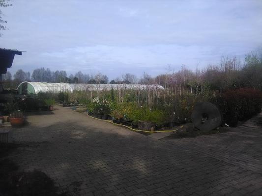 Baumschule Martin Reimer