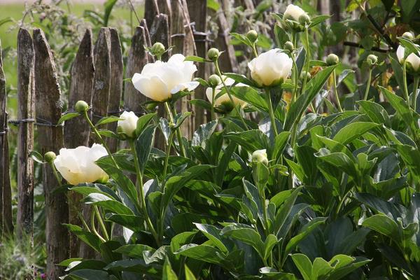 Schneider-Weiss Gartengestaltung