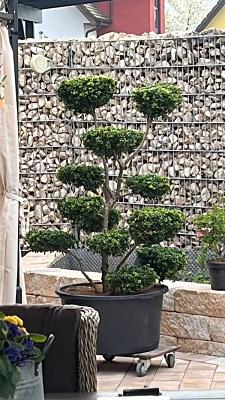 Pflanzenzentrum & Gartengestaltung RÖSCH