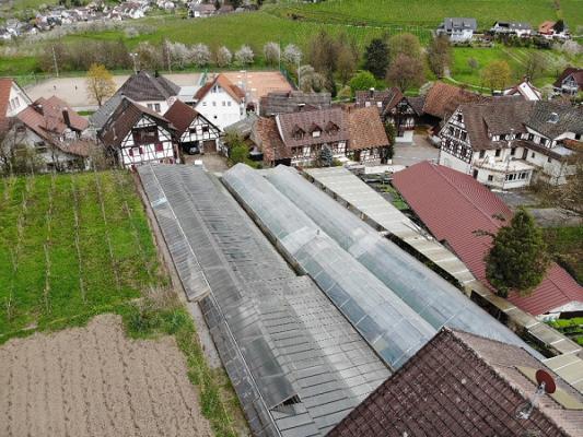 Ute Blumengeschäft Tränkle