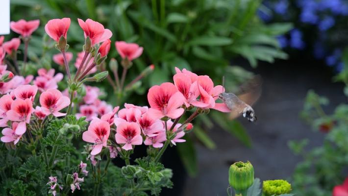 Gärtnerei Blumen Ebert