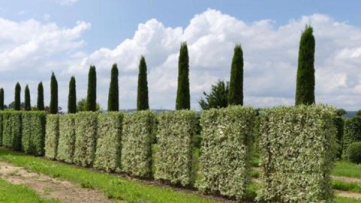 Di Gisi Gartengestaltung