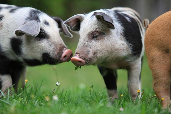 Steinbiss Turopolje, Anja Burwig Schuler