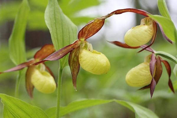 Orchideenwald