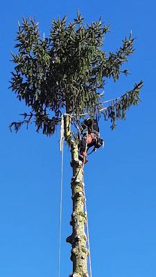 Baumarbeiten Förster