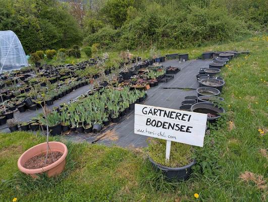 Gärtnerei Bodensee - www.hoeri-chili.com