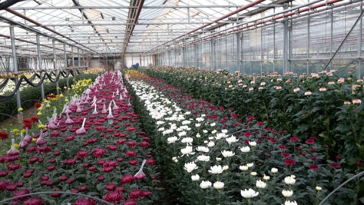 Haselberger Schnittblumen Blumenladen
