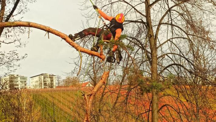 Julian Schad Landschaftspflege & Baumfällungen