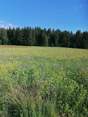 J.F. Baggerbetrieb & landwirtschaftliches Lohnunternehmen Jürgen Forster