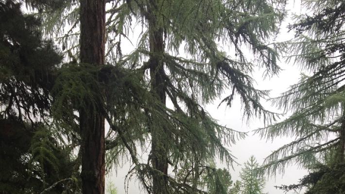 Schneider Forstservice Garten- u. Landschaftspflege