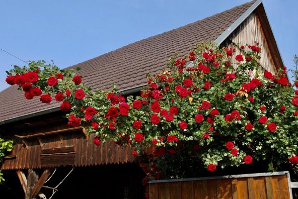 Omars Gardening