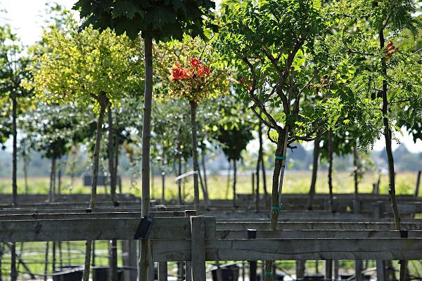 Baumschule Malzacher