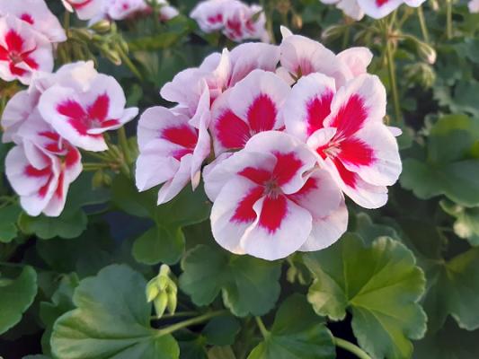 Blumenpavillion Anna und Magdalena Kähle GbR