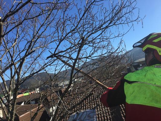 Baumpflege / Gartenbau Wolfgang Walter