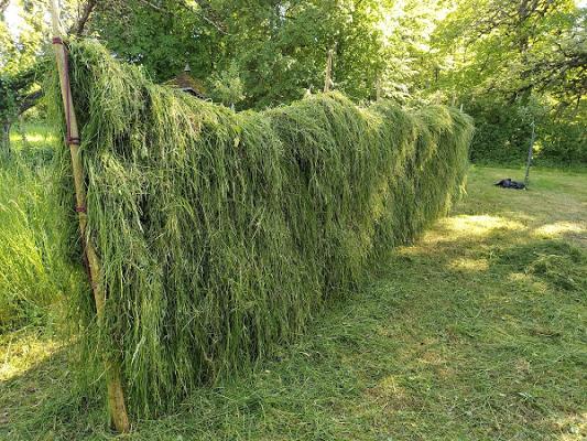 Baumschnitt Ströhle