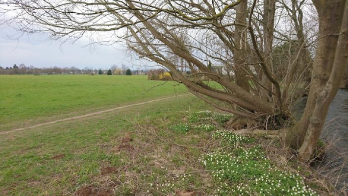 Badener Gartenbau und Dienstleistungen