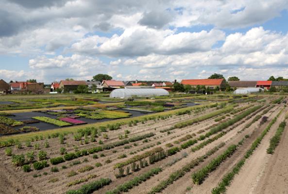 Staudengärtnerei Klimke Berlin Brandenburg