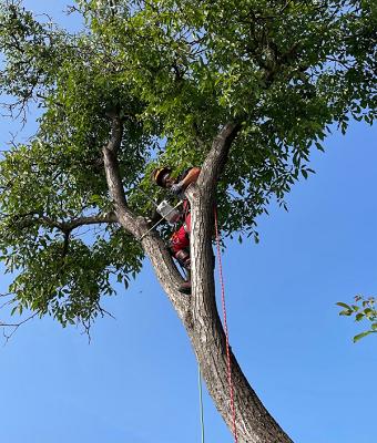 Baumdienst Norman Reichert