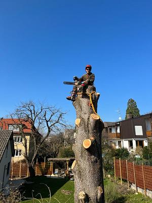 Gregor Boy Baumpflege