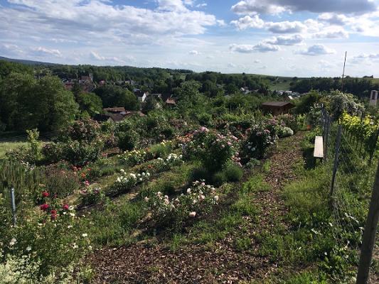 Rosengarten der Wein und Rosenfreunde Buggingen eV
