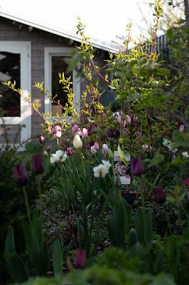 Blütenplanung - Nina Pollex Freiberufliche Gartenplanerin
