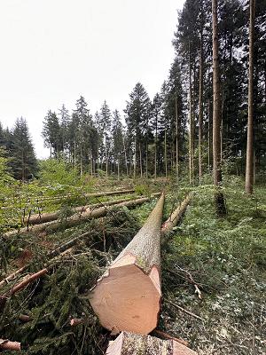 Baumpflege, Gartenarbeit, Baumfällung, Grünschnitt & Waldarbeiten - Popovici