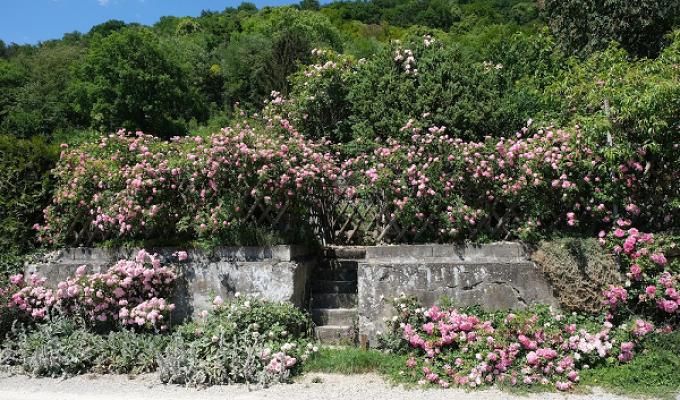 Rosanas Rosengarten