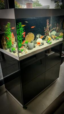 Aquarienliebe - Dieterle Teich- und Gartenbau