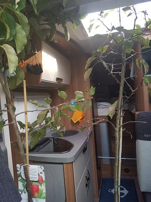 Plantissimo GmbH Blumen und Pflanzen