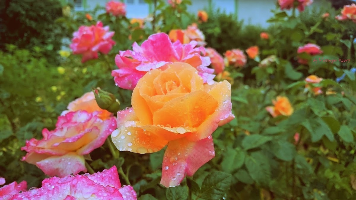682e1029028fb