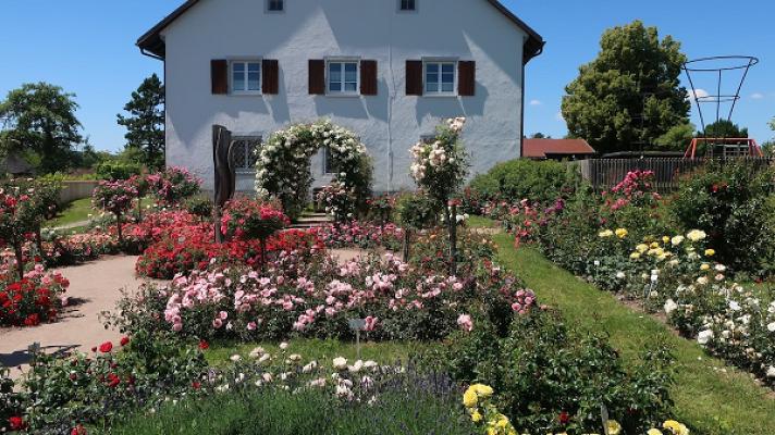 Rosen-Duft-Garten