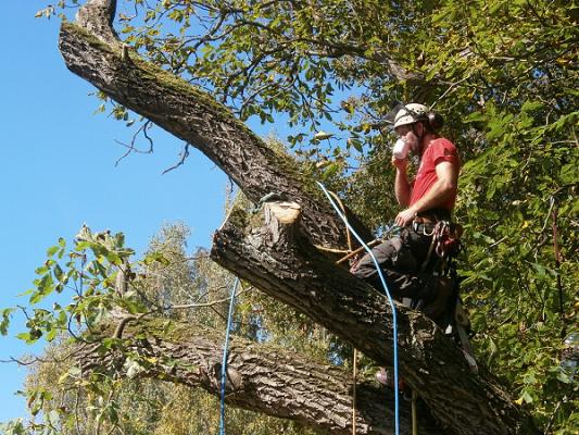 Baum- & Gartenpflege Tobias Schlimme