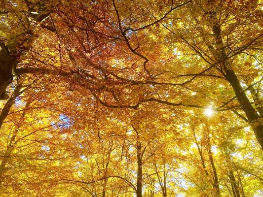 Forst- und Gartenbau Michael Graw Pliezhausen