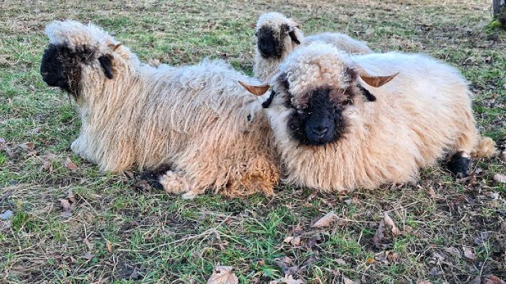 Bau- und Gartenservice Wiedemann GmbH