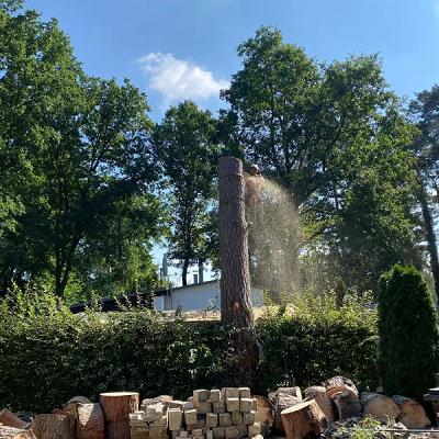 Baumfällungen und mobiles Sägewerk Max Görsdorf