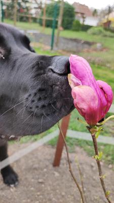 Baumschule Frank Scholz