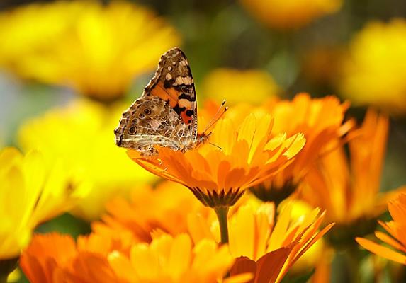 Gartenservice B. Schiefer