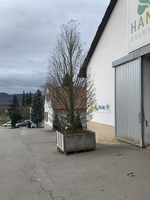 D. Handel Baumschulen GmbH