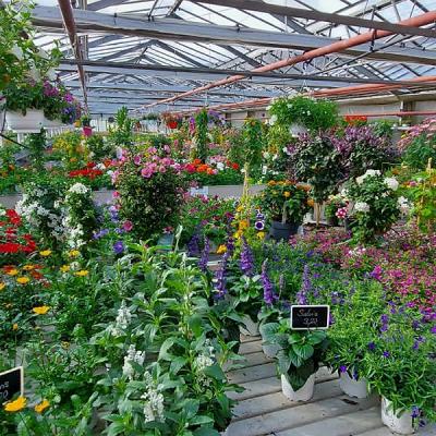 Wurster Blumen und Pflanzen