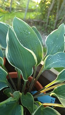 Staudengärtnerei Schöllkopf Inh. Michael Frank